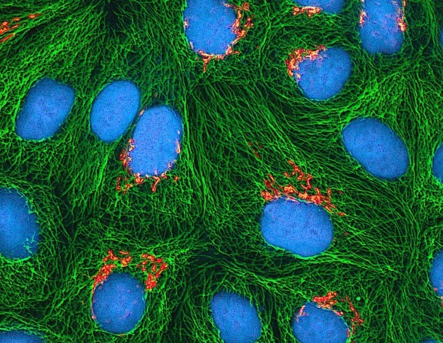 Vibratia Sunetului Celular